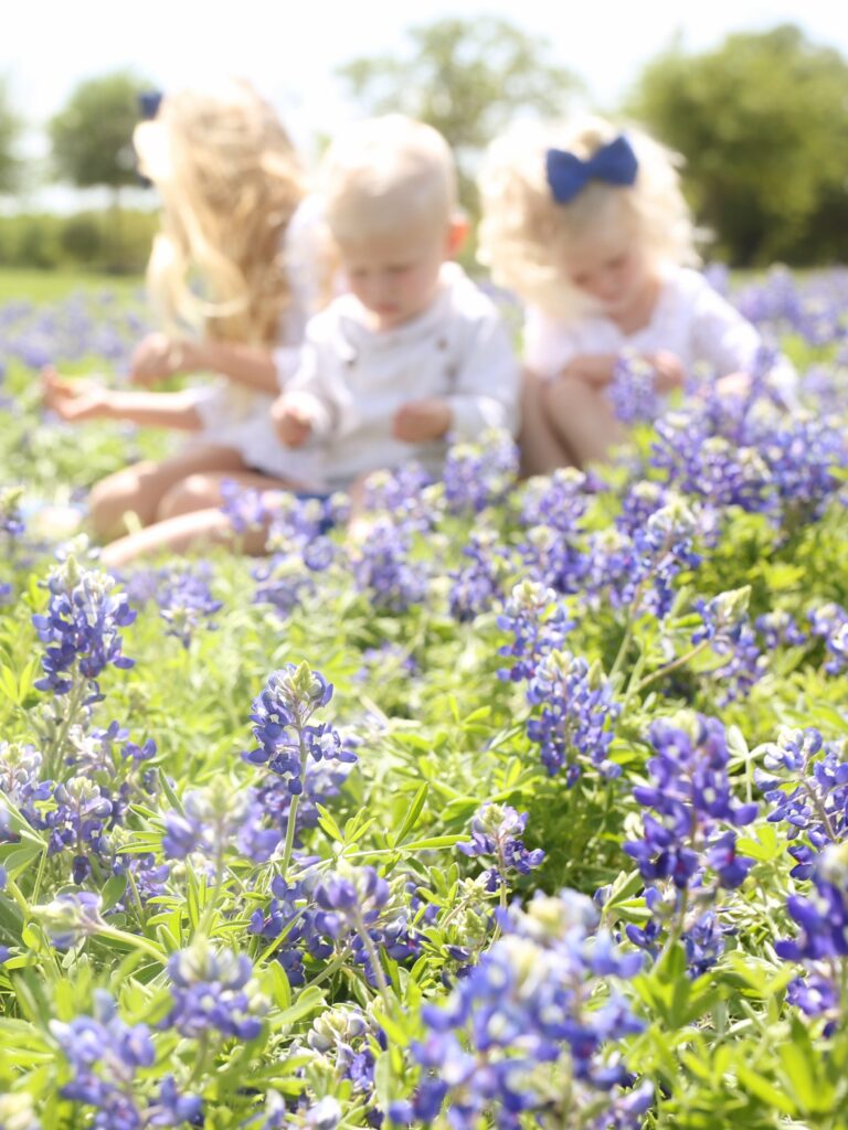 Bluebonnets